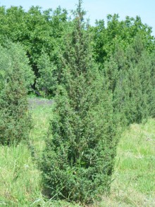 Можжевельник обыкновенный (Juniperus communis)