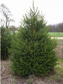 Ель обыкновенная зеленая (Picea abies)