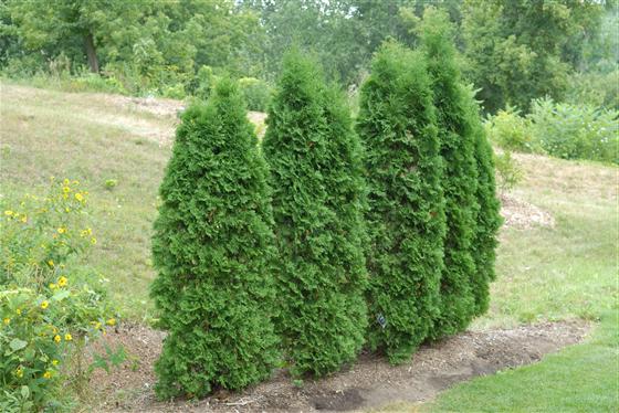 Tuia Pyramidalis Compacta Thuja Occidentalis Pyramidalis Compacta