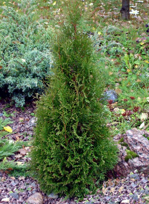 Tuia Pyramidalis Compacta Thuja Occidentalis Pyramidalis Compacta