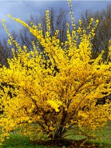 Arbustul Forsythia