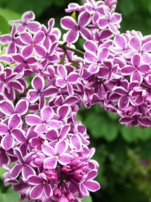 Liliacul. Syringa in variete