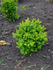 Буксус обыкновенный (Buxus sempervirens)