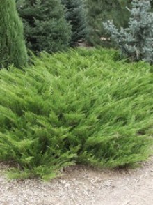 Ienupărul tîrîtor (Juniperus sabina)