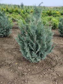 Кипарисовик лавсона Pelt's Blue (Chamaecyparis lawsoniana Pelt's Blue)