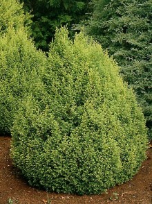 Кипарисовик нитевидный “Plumosa” (Chamaecyparis pisifera 