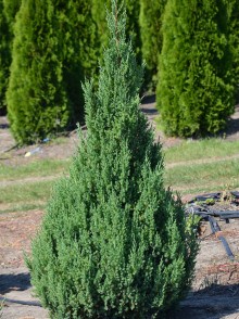 Можжевельник китайский Стрикта (Juniperus chinensis 