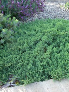 Можжевельник Блу Пасифик (Juniperus communis 