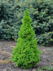 Ель канадская Коника (Picea canadensis Conica)