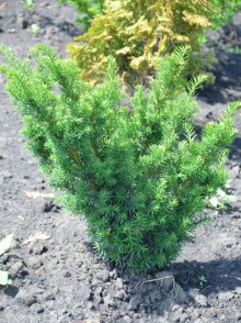 Тис ягодный Элегантиссима (Taxus baccata Elegantissima)