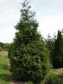 Туя складчатая (Thuja plicata)