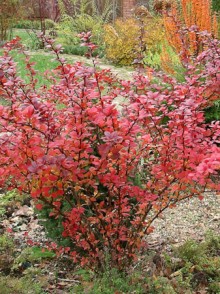 Dracila japoneză (Berberis thunbergii)