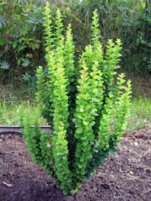 Berberis thunbergii Erecta