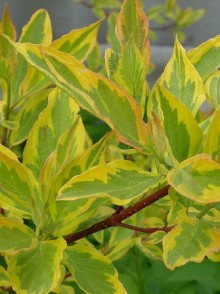 Cornus alba 