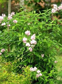 Deutzia hibridă 