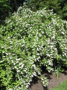 Дейция шершавая (Deutzia scabra)