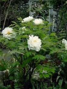 Пион древовидный (Paeonia suffruticosa)