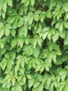 Vița de Canada sau ornamentală (Parthenocissus quinquefolia)