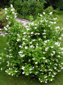 Чубушник венечный- Жасмин (Philadelphus coronarius)