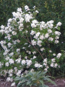 Чубушник Лемуана (Philadelphus lemonei)