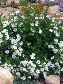 Potențila arbustivă Abbotswood (Potentilla fruticosa 