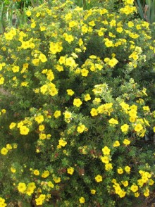 Лапчатка кустарниковая Голдфингер (Potentilla fruticosa 