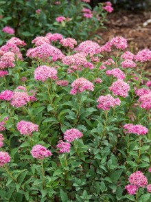 Спирея Бумальда (Spiraea Bumalda)