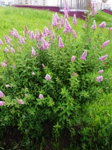 Спирея Дугласа (Spiraea douglasii)