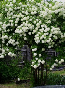 Călinul obișnuit (Viburnum opulus)