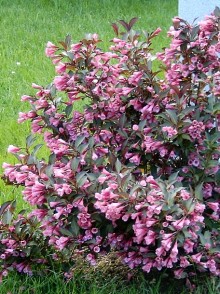 Weigela florida 