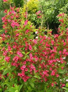 Weigela florida 