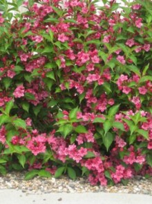 Weigela florida 