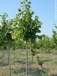 Tei de diferite specii (Tilia in variete)