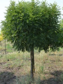 Ясень обыкновенный Шаровидный (Fraxinus excelsior 