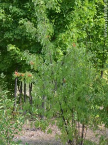 Рябина смешанная (Sorbus commixta)