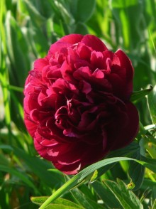 Bujorul chinez (Paeonia chinensis)