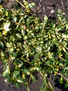 Бересклет цветной (Euonymus coloratus)