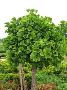 Гинкго билоба (Ginkgo biloba)