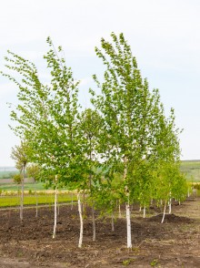 Береза бородавчатая (Betula verrucosa)