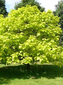 Catalpa (Catalpa bignonioides)