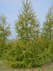 Zadă europeană (Larix decidua)