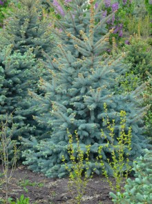 Molidul albastru (Picea pungens Glauca)