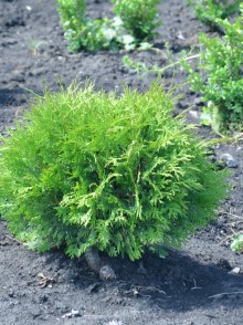 Tuia occidentală Vudvardi (Thuja occidentalis Woodwardii)