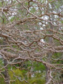 Duda albă Tortuosa. (Morus alba Tortuosa)