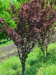 Prunul purpuriu Pissardii (Prunus cerasifera Pissardii)