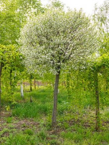 Вишня шаровидная (Prunus cerasus Umbraculifera)