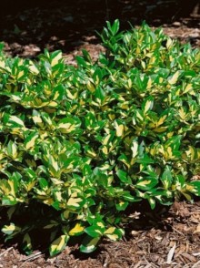 Salba colorată (Euonymus coloratus)