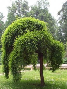 Ясень обыкновенный плакучий (Fraxinus excelsior “Pendula”)