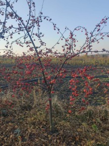 Яблоня карликовая, Райская яблоня (Malus pumila)