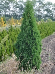 Tuia occidentală Columna (Thuja occidentalis Columna)